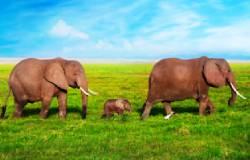 14 Days Single Entry Tourist Visa